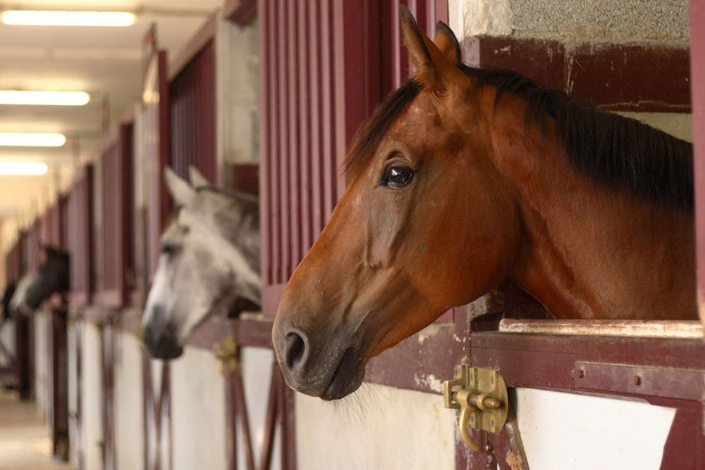 Horse Boarding Myths Debunked: What Happens at a Facility
