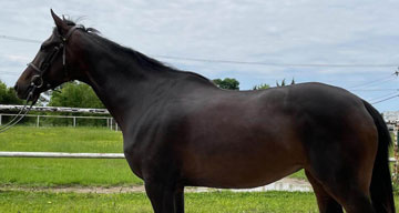 Congratulations to the new owner of Izzy