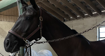 Interesting Facts About Horses
