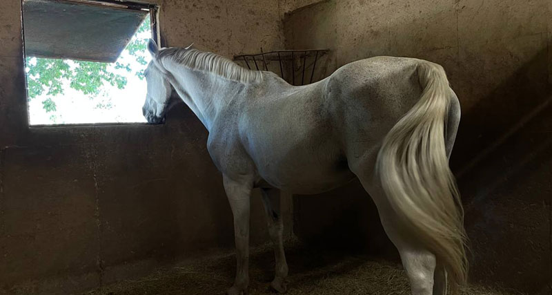 Buying your First Horse