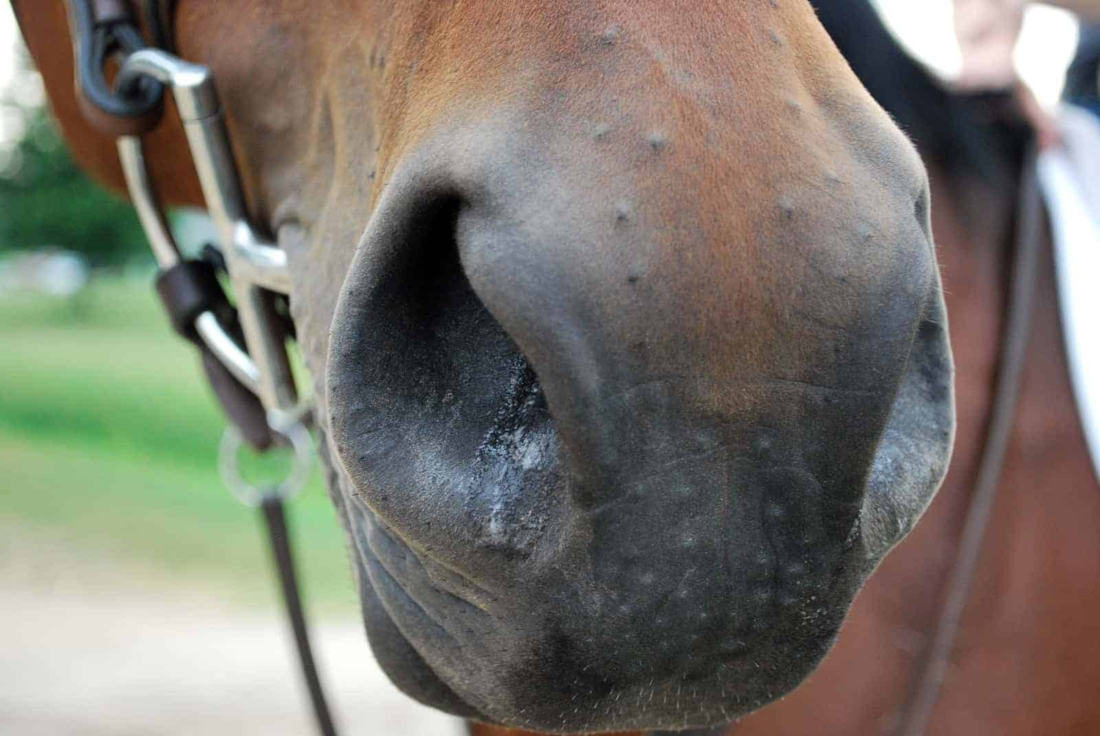 Top 5 Signs Your Horse is Happy and Healthy
