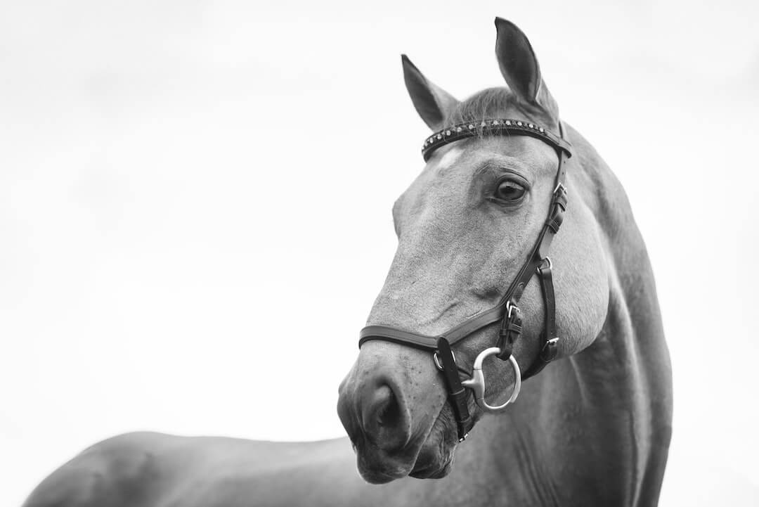 Preparing Your Horse for Boarding: A Step-by-Step Guide