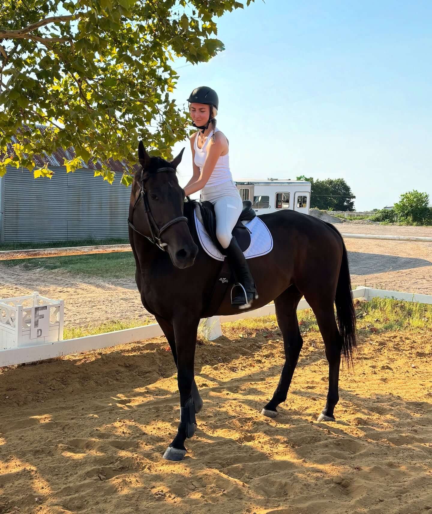 Preparing Your Horse for Boarding: What to Expect
