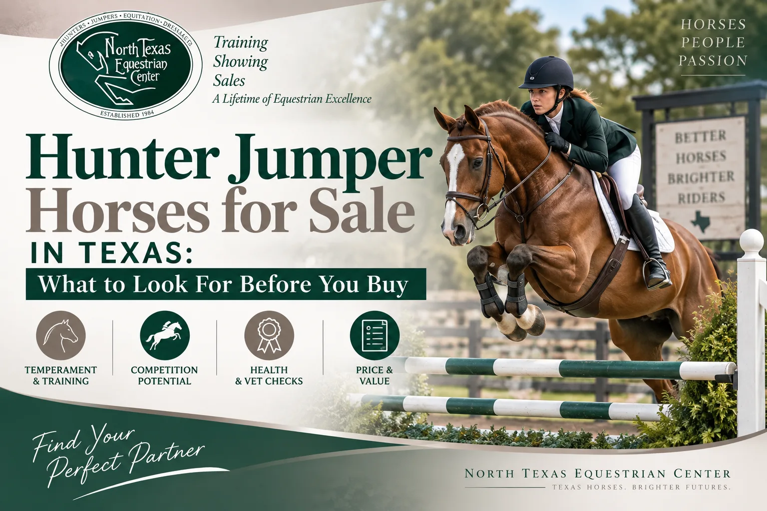 Hunter Jumper Horses for Sale in Texas: What to Look For Before You Buy